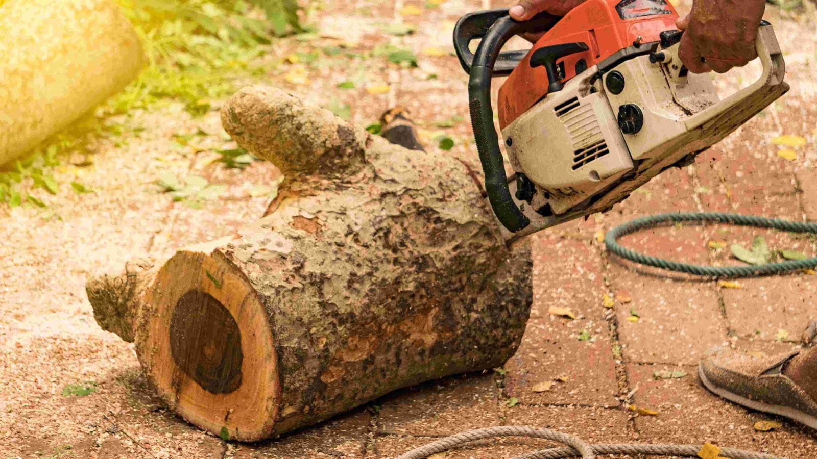 Stump Grinding scaled