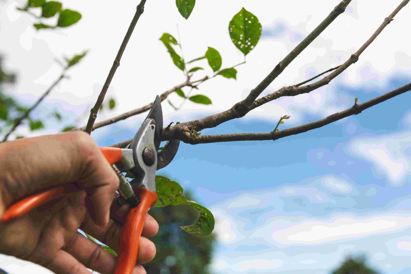 Tree Pruning scaled