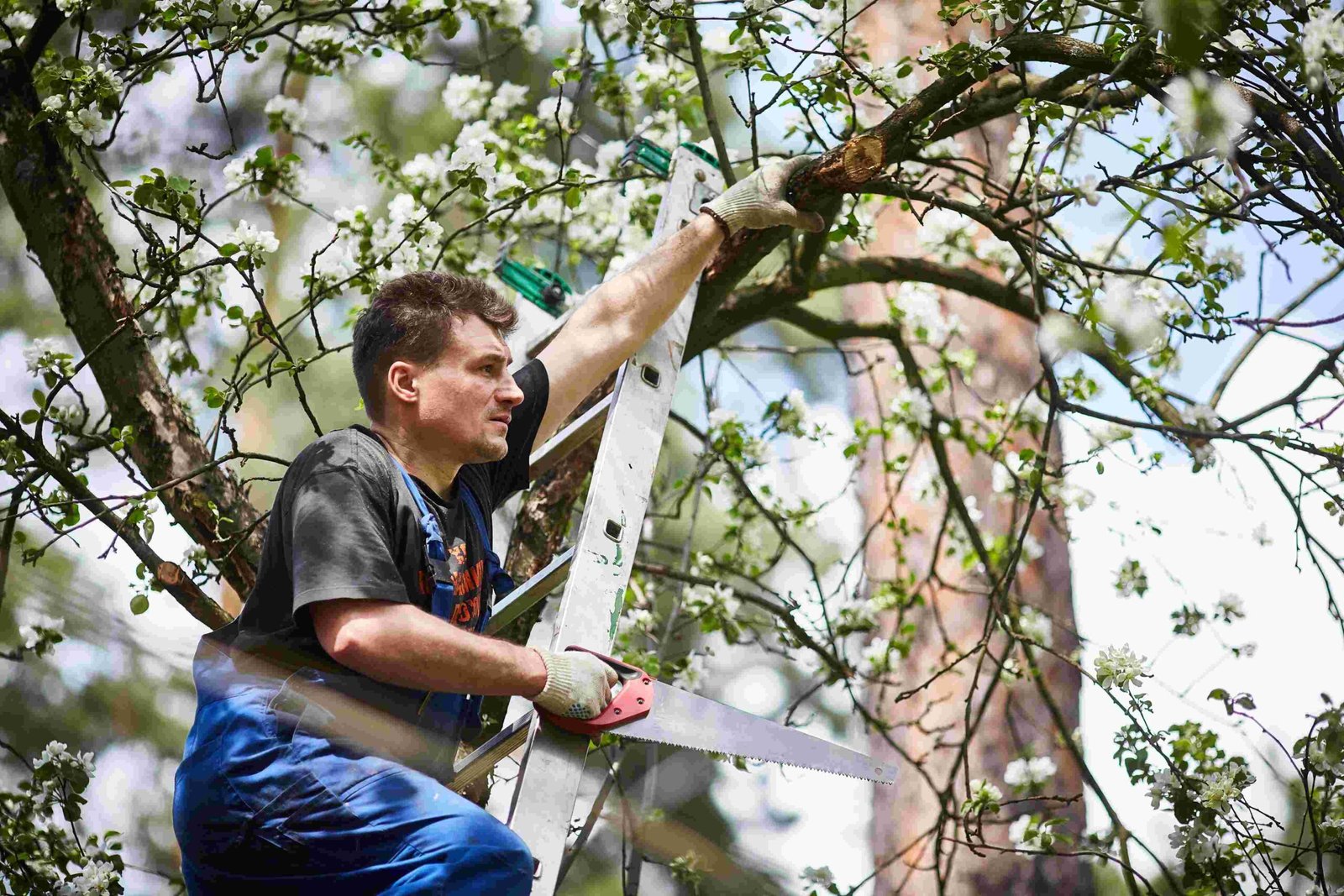 man with saw cuts branch blooming apple tree garden 2 scaled