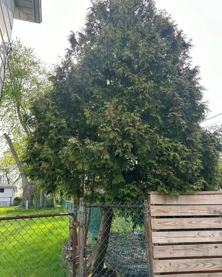 Tree Service in dublin