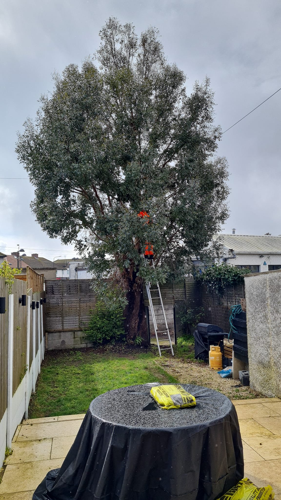 Tree Service Dublin