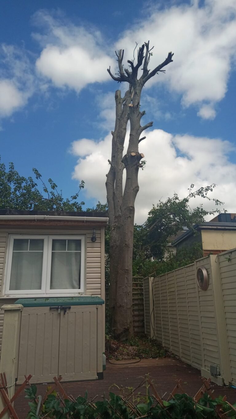 Tree Service in Artane, Dublin