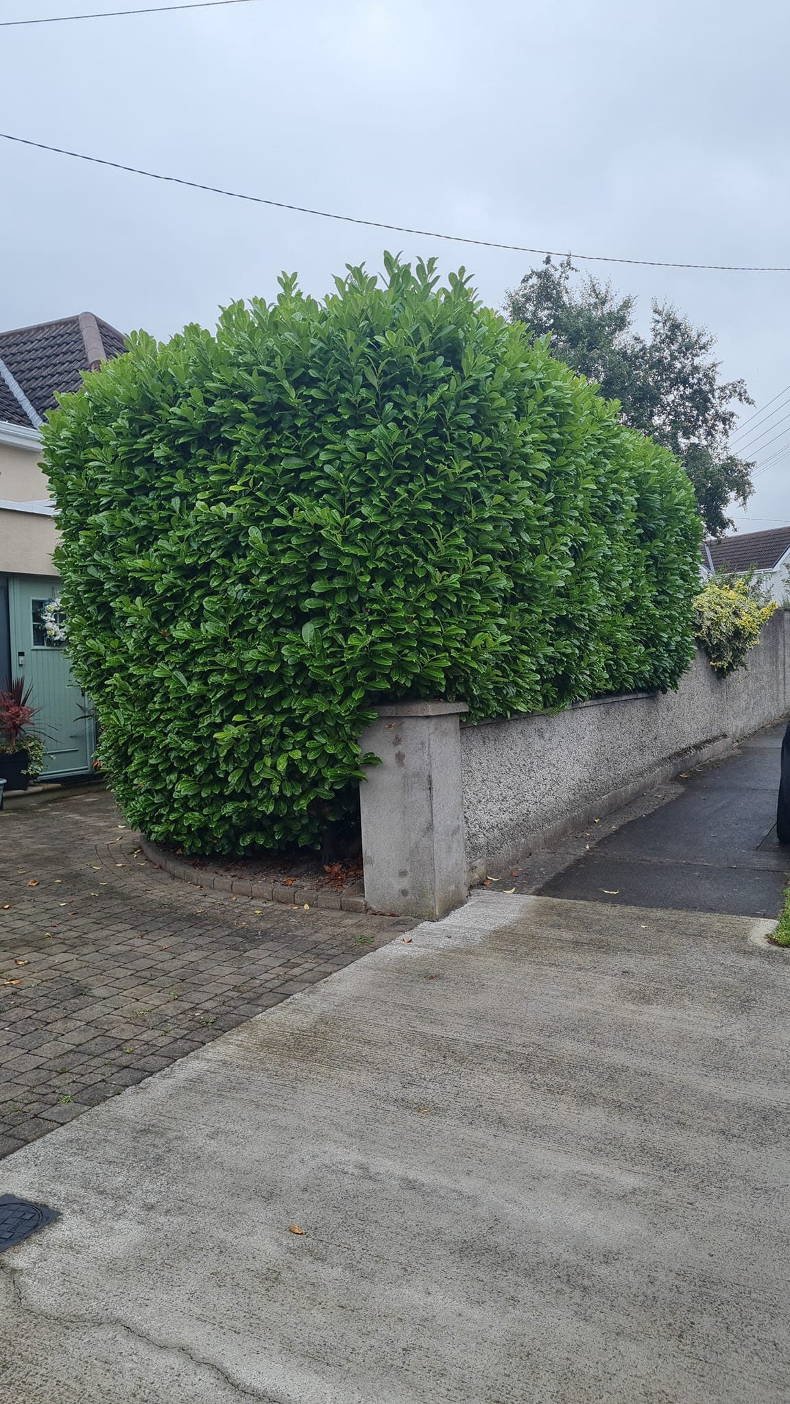 Tree Service in Kimmage, Dublin