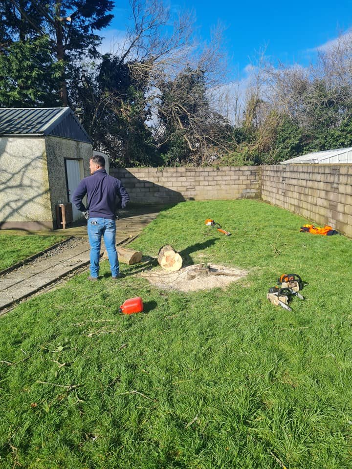 Tree Stump Removal Marino Dublin