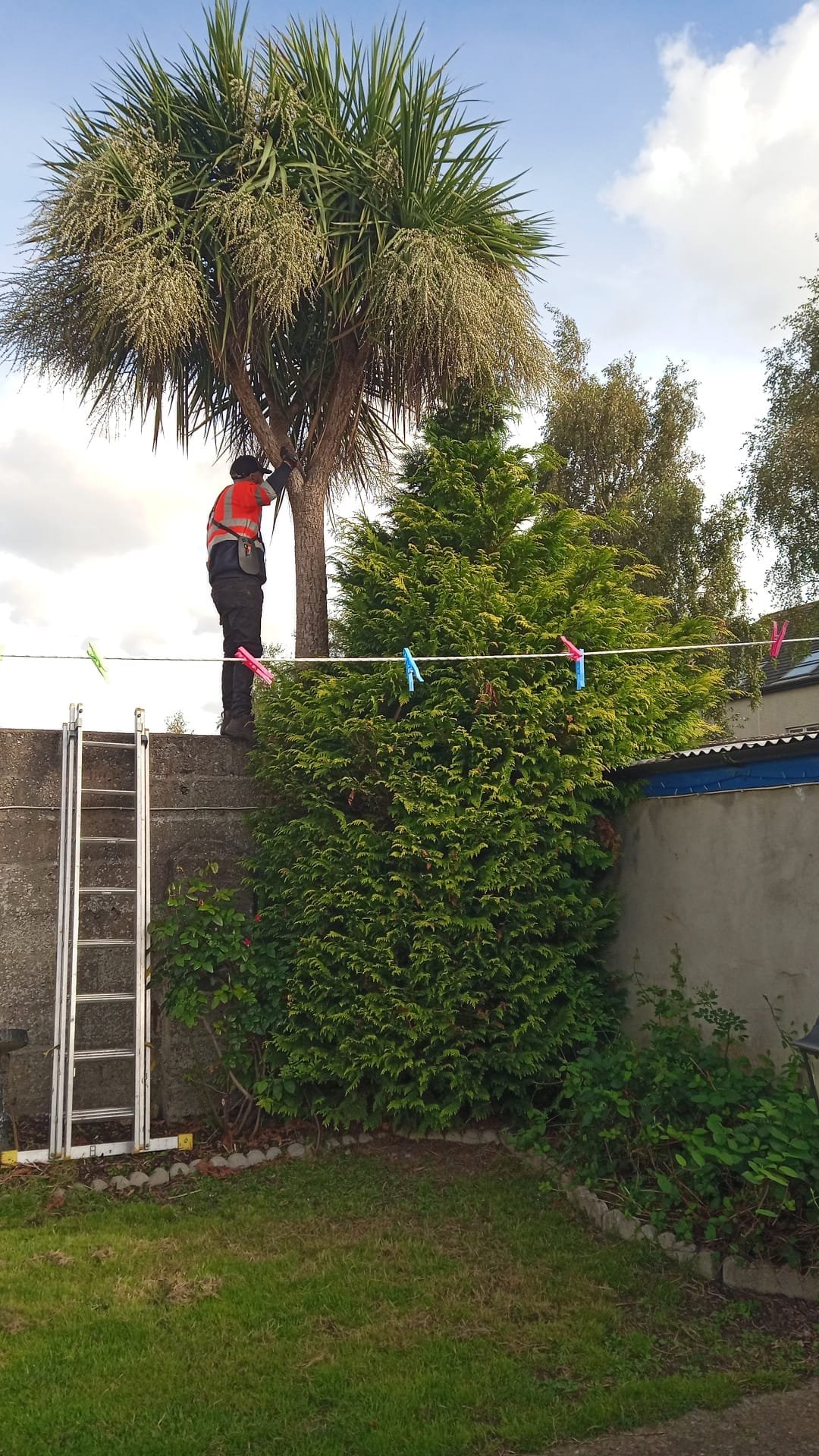 Tree Surgeons In Dublin