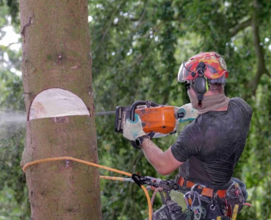 Tree Trimming Dublin