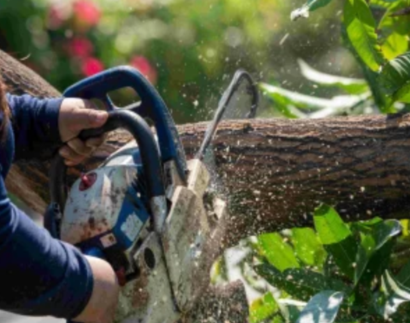 tree removal Dublin