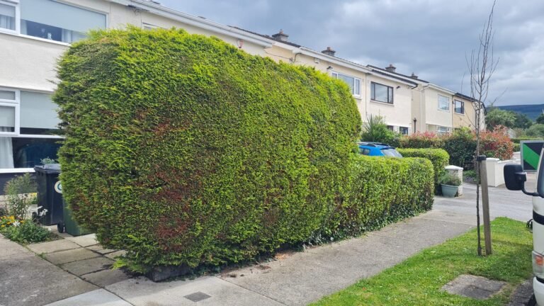 Tree Cutting Service Inchicore, Dublin