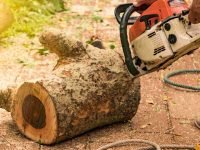 Stump Grinding