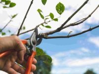 Tree Pruning